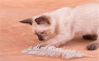 猫咪为什么会攻击羽毛呢
