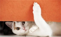 猫咪为什么要突然躲在角落里