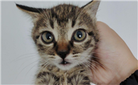 狸花猫和狸花猫的区别