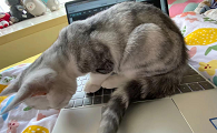 猫咪老是打扰我是什么原因