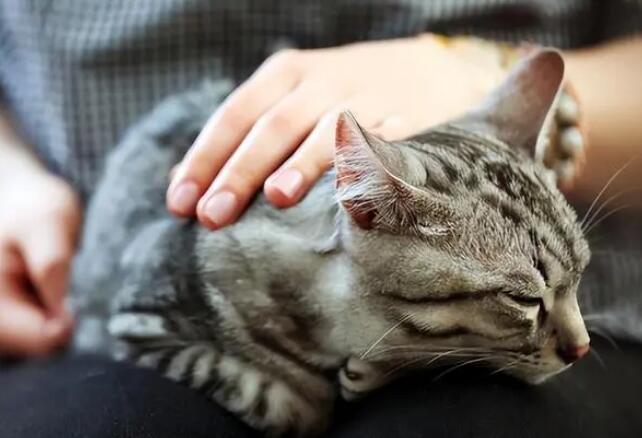 狸花猫喜欢摸哪里 狸花猫喜欢摸哪里