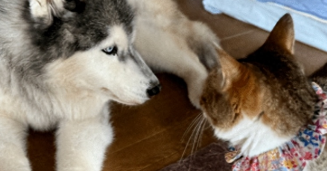 猫咪的狗妈妈过世，小猫咪为其守灵