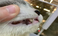 猫咪牙齿为什么会发黑呢