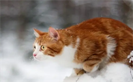 为什么有的猫咪有时不叫唤