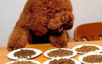 泰迪狗狗拉的屎为什么发白