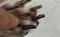 为什么狗狗趾间炎总犯