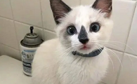 有的猫咪为什么没有鼻子