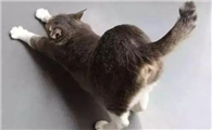 猫咪为什么给别人按摩屁股啊