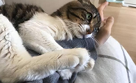 猫咪为什么会弯爪子