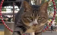 猫咪为什么会杂技呢
