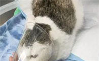 猫咪为什么有肺水肿症状呢
