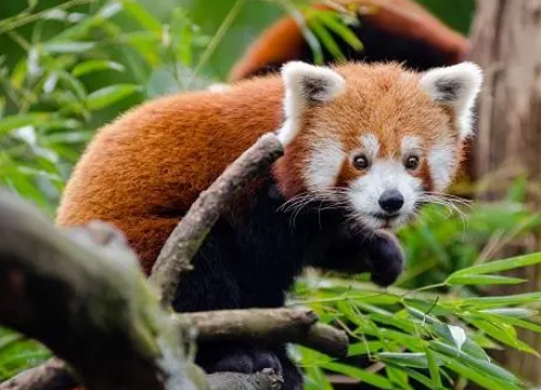 小熊猫一只市场价多少