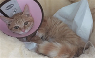 猫咪病了为什么走个不停呢