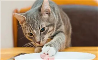猫咪为什么会打乱东西呢