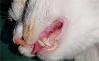 猫咪因为什么得了口炎啊