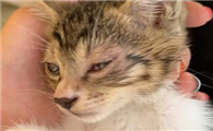 猫咪为什么挠自己眼睛啊