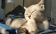 为什么猫咪爱舔砖头头呢