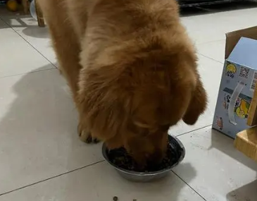 如何识别真假金毛狗粮呢