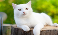 猫咪喜欢把被子垫高睡觉正常吗