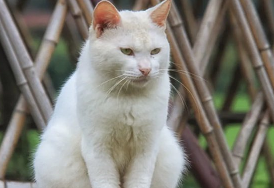 流浪猫上门产子是福是祸 流浪猫上门产子是福是祸