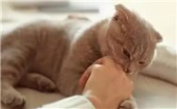 猫咪总扑人为什么啊