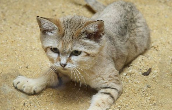 猫来自沙漠猫叫声