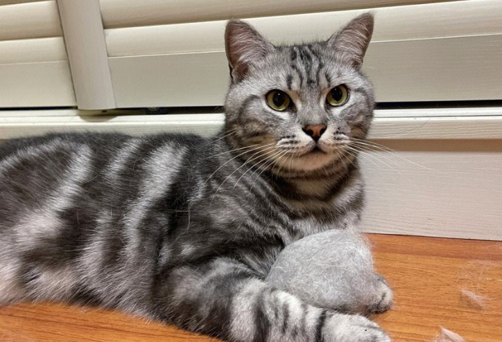 狸花猫和美短的区别