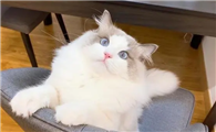 猫咪为什么这么吸引人呢