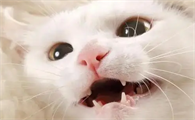 猫咪为什么老磨牙齿