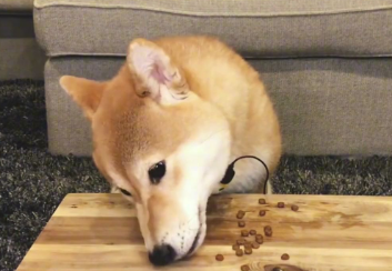 如何做一个柴犬狗粮啊 如何做一个柴犬狗粮啊