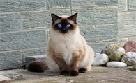 猫咪的脚背为什么是白色的呢