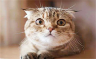 猫咪为什么会害怕心慌呢怎么回事