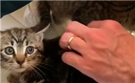 猫为什么会有振动声啊