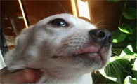 狗狗嘴唇为什么会变白色