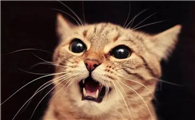猫咪为什么总在夜里叫呢