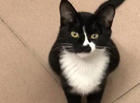 捡到一只乌云盖雪猫吉利吗