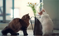 小猫咪为什么会得细小病毒