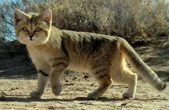 印度沙漠猫可以养吗