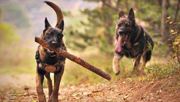 马里努阿犬:世界上最大的犬种之一,能长到多大多重? 马里努阿犬:世界上最大的犬种之一,能长到多大多重?