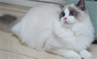 猫咪为什么不能吃太多鸡肝