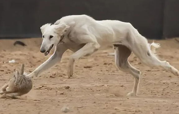 哮天犬是中华细犬吗? 哮天犬是中华细犬吗?