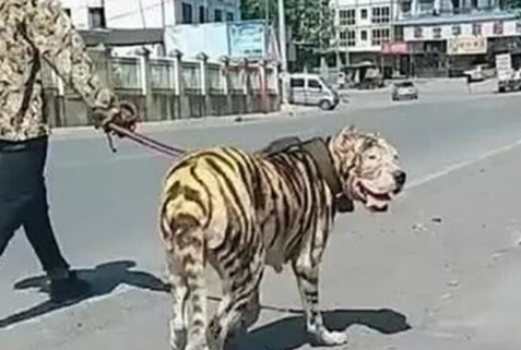 男子在公园遛虎，老虎转头瞬间所有人笑趴 