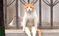 猫咪为什么离开家里不回来