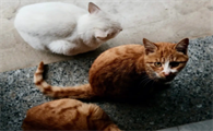 流浪猫知道自己被捡了吗