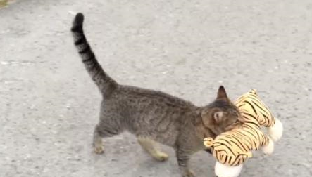 猫咪太无聊了，跑到邻居家借了个娃娃，带回家！ 