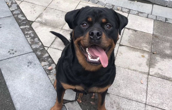 罗威纳犬小时候怎么训练 罗威纳犬小时候怎么训练