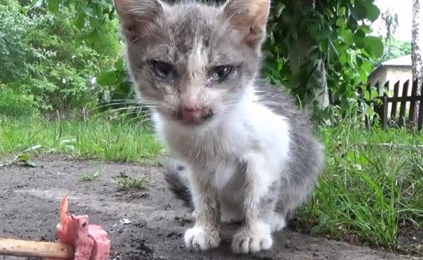 流浪猫求收养被踹飞