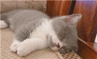 猫咪为什么被人绝育了