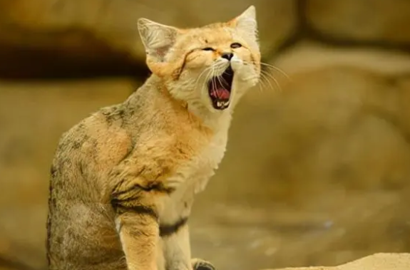 中国荒漠猫可以养吗