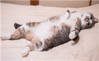 猫咪为什么会对主人尿床啊